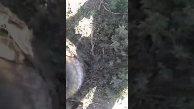 судочй хожели жигитдер