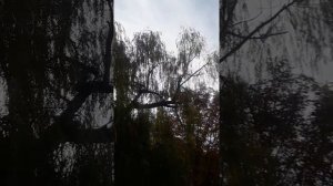 Город Рени на реке Дунай.Духовой оркестр.