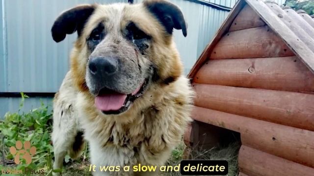 For 9 Months The Dog Didn't Leave The Empty Car In Which His Owner Was In An Accident