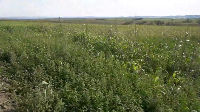 Суданка на 17.08.2020 посев 5.07.2020 и бурячок))