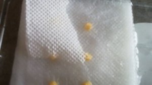 Проращиваем покупные или старые семена перца.