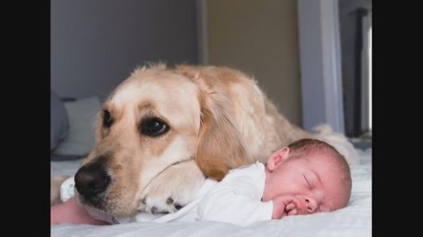 631 Sergio Perez, Orquesta — Tema De La Zorra