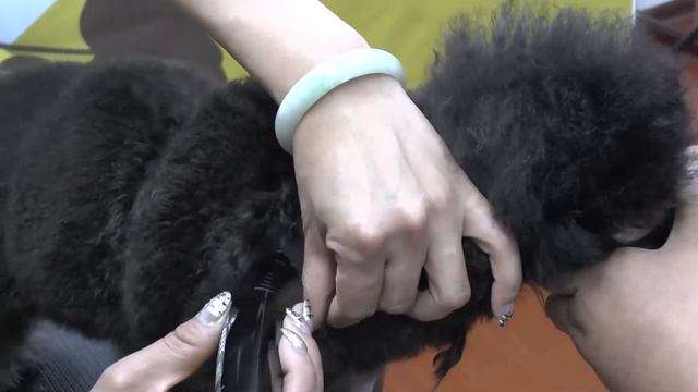 Shernbao pet clipper - PGC 410 Smart mini Trimmer - Ultra light смотреть онлайн