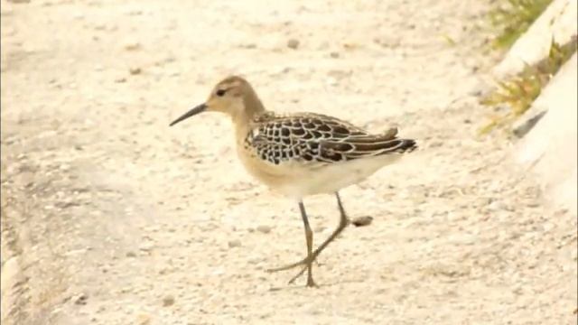 Jespak bojovny Philomachus pugnax Ruff Jiri Safranek смотреть онлайн