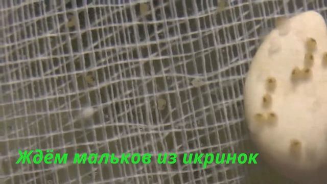 У икринок появились хвостики. There Were Eggs Tails.