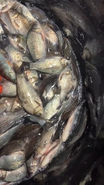 Серебряный карась