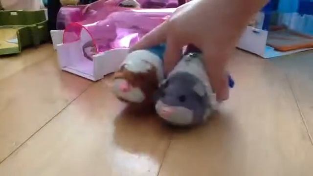 Creative zhu zhu pets смотреть онлайн