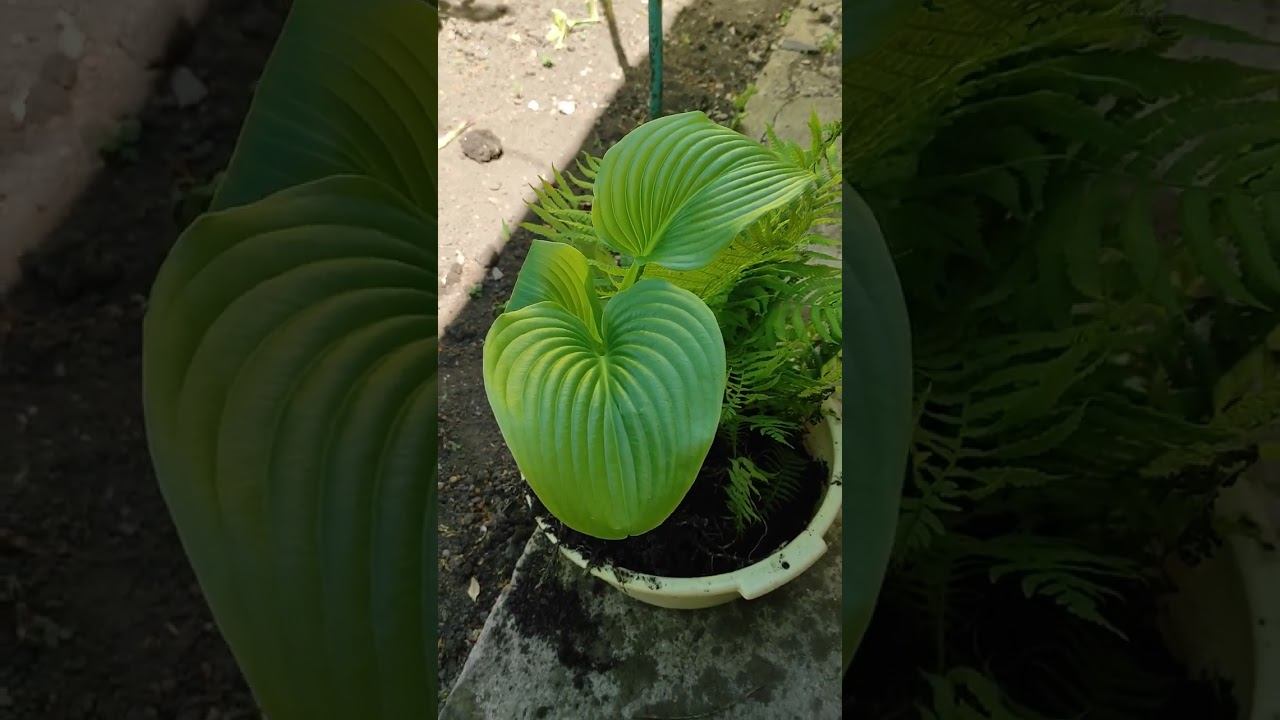 Растишки уже в Ростове