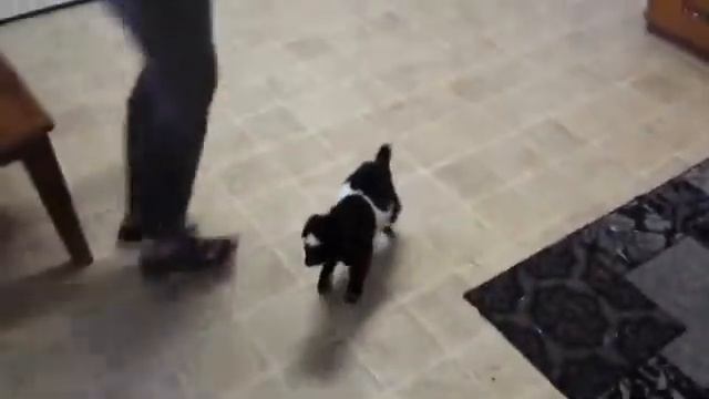 Девушка учит козлнка прыгать 720 смотреть онлайн