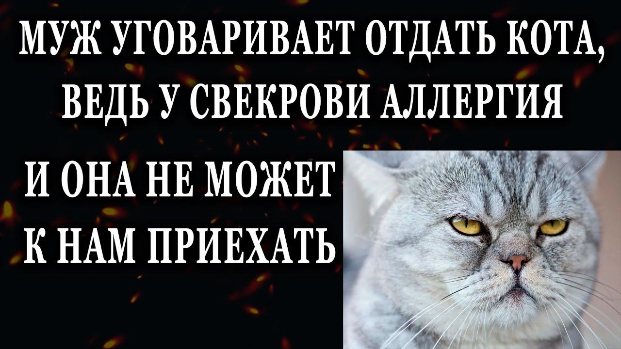 Истории из жизни Муж уговаривает отдать кота Жизненные истории рассказы