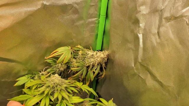 2x2x4 Grow Tent Day 100 / day 65 Flower HARVEST DAY!!! With Big Massive Dense Buds!! смотреть онлайн