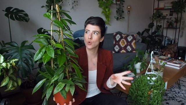 Les Hoyas - Entretien & Collection смотреть онлайн