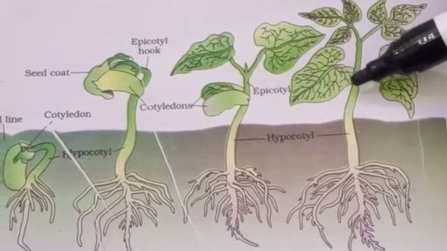 Class-11NEET Growth and Development by OPY Sir Lecture-4