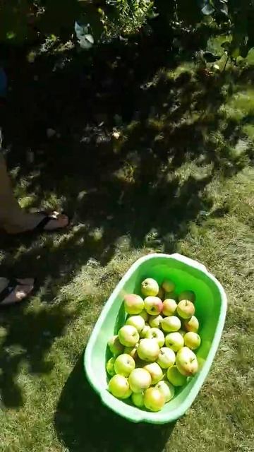 Варим яблочный сок в домашних условиях! 1 серия