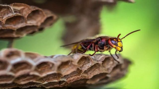 Easily Treat Yellow Jacket Stings and Completely Destroy Their Nests смотреть онлайн