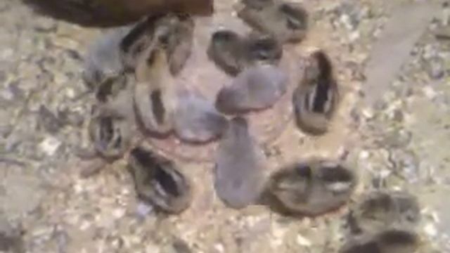 цесарки и маленькие бантамы ,1 день