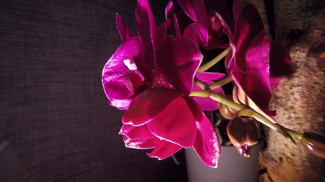 Orchid dub смотреть онлайн