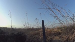 Охота на гуся утрянка, вечёрка на селезня в Марий Эл 2025г.