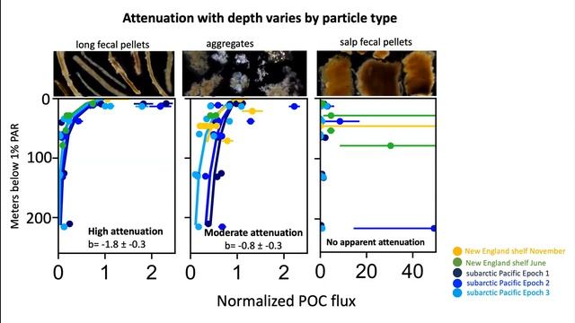 JETZON January 2022 - A visual tour of carbon export by sinking particles - Durkin смотреть онлайн