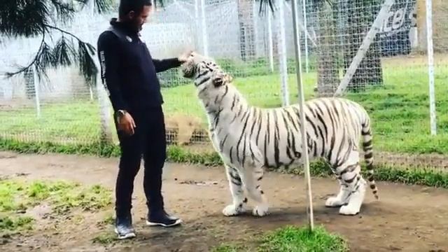 Enzo the White Tiger смотреть онлайн