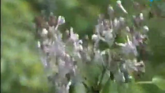 Весенний Чернигов