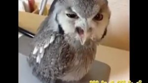 крик филина