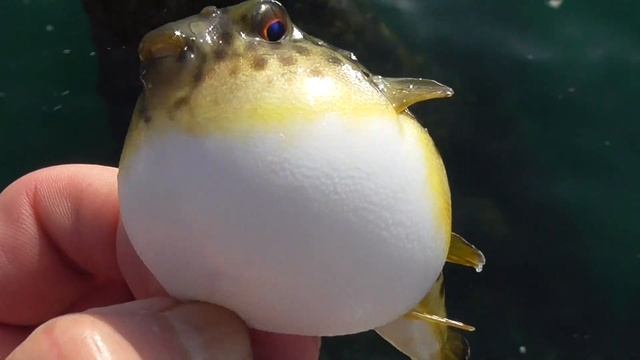 口から泡を吐くフグ。どんなにお腹が膨れても、海水着水と同時に姿を消す瞬間技を見せてくれます。
