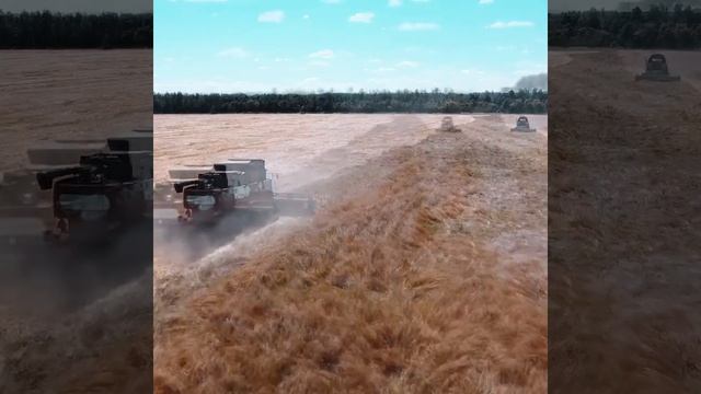 Уборка пшеницы. смотреть онлайн