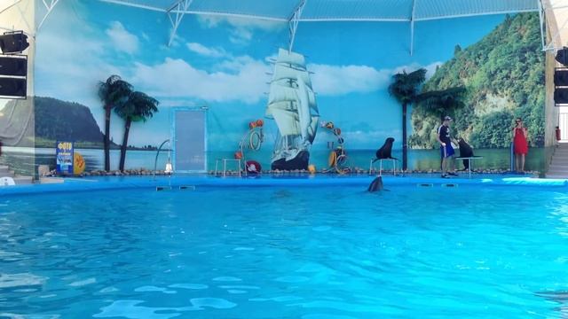 Дельфинарий в Феодосии смотреть онлайн