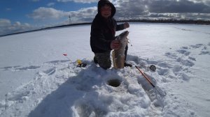 ЖЕРЛИЦЫ НА ЕРША СРАБОТАЛИ, ЕСТЬ НАЛИМ! ДУПЛЕТ НА КОМБАЙНЫ ЗАГОТОВКА ЖИВЦА \ ДОШИРАК НА МАКСИМАЛКАХ!