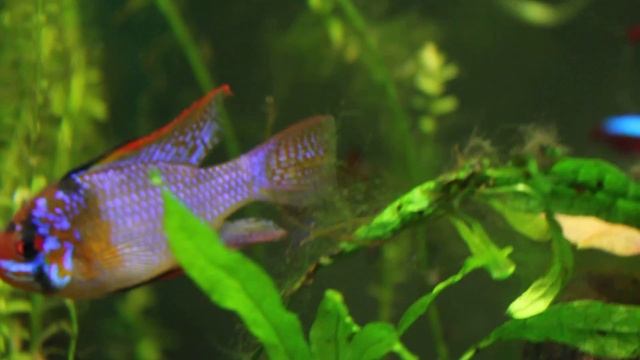 Electric Blue x German Blue RAMS! Adult pair. смотреть онлайн