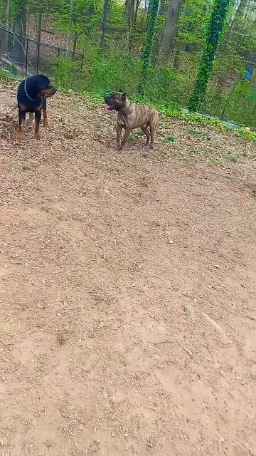 Rottweiler stops Presa Canario from being too aggressive смотреть онлайн