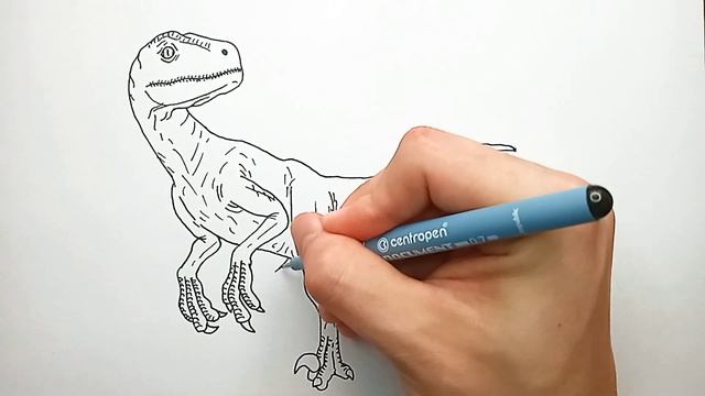 How To Draw Velociraptor Blue From Jurassic World