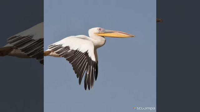 Great White Pelican Slideshow смотреть онлайн