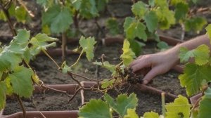Как посадить виноград весной саженцами и черенками особенности весенней посадки - Ягоды