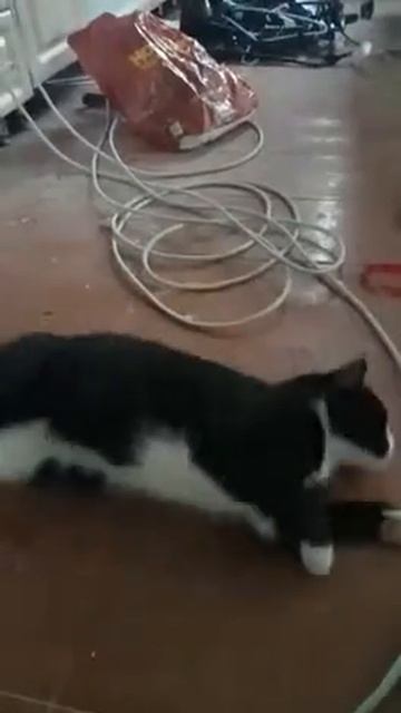 Моя кошка маша балдеет смотреть онлайн