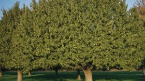 Как правильно обрезать колоновидную грушу осенью инструкция для начинающих - Деревья