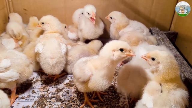Cute Farm Animals: Lemur, Zebra, Dog, Rabbit, Orangutan - Animal Videos