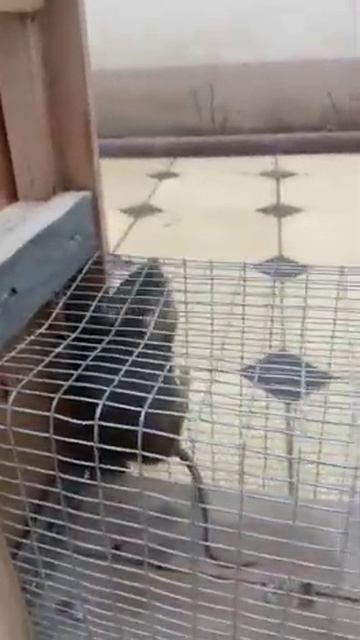 СЛАБОНЕРВНЫМ НЕ СМОТРЕТЬ! ПОЙМАЛ БОЛЬШУЮ КРЫСУ САМОДЕЛЬНЫМ КАПКАНОМ смотреть онлайн