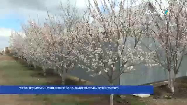 ЧТОБЫ ОТДЫХАТЬ В ТЕНИ СВОЕГО САДА, НАДО СНАЧАЛА ЕГО ВЫРАСТИТЬ смотреть онлайн