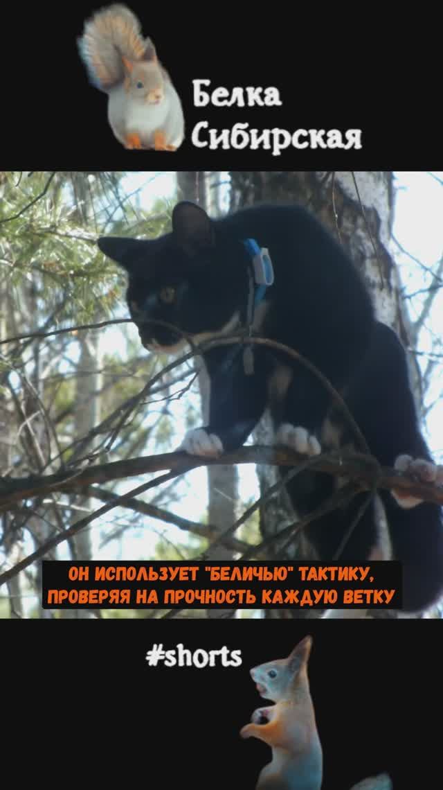 И такие "белки" встречаются в лесу на деревьях