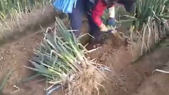 Южная Корея. Сбор зеленого лука