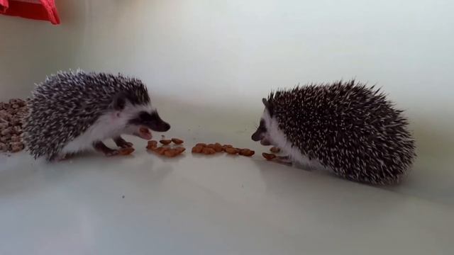 Наши новые маленькие  ежихи: Элеонора и Жизель 🦔
