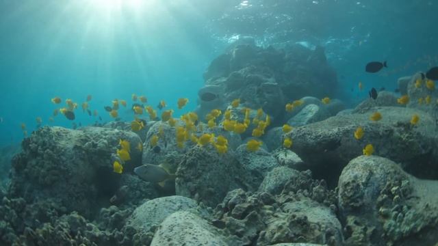 Scuba Diving In Kona смотреть онлайн