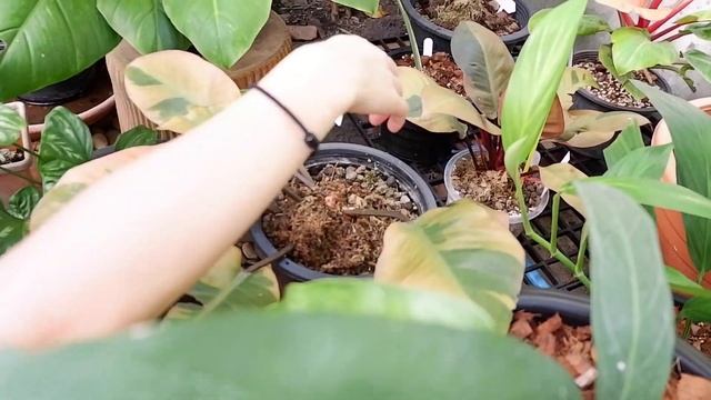 รีวิวต้นไม้🌳✨ EP.2  ว้าวไม่หยุด จะปังปุริเย่ขนาดไหน🌤 | SENSETHITA