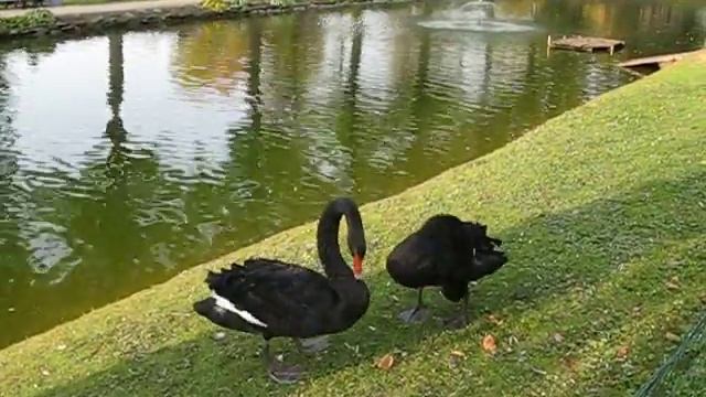 Black swans смотреть онлайн