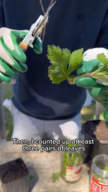 How I’m Trying to Clone Plants смотреть онлайн