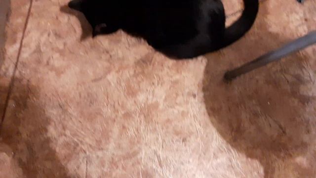 Кот ест сырую картошку! 0_0  17.10.2021