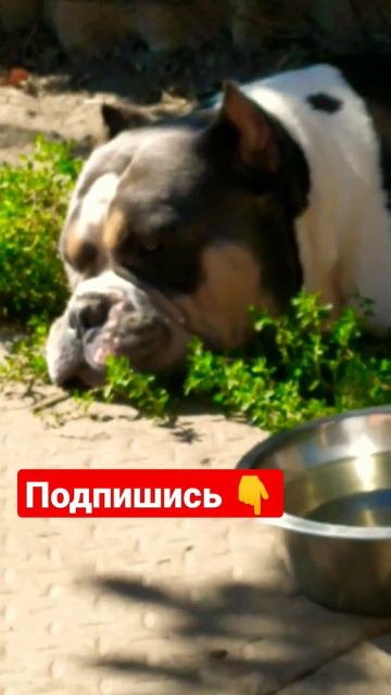 #амбулли #буллипокет #булли #ambully #bully #bullylife #abkc #щенкибулли #собачьяжизнь #собака смотреть онлайн