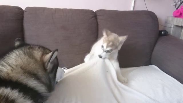 У мамы генеральная уборка.. Мы поможем